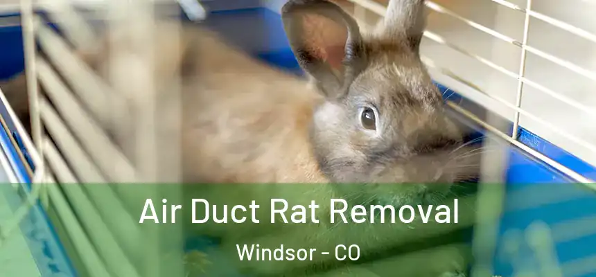 Air Duct Rat Removal Windsor - CO
